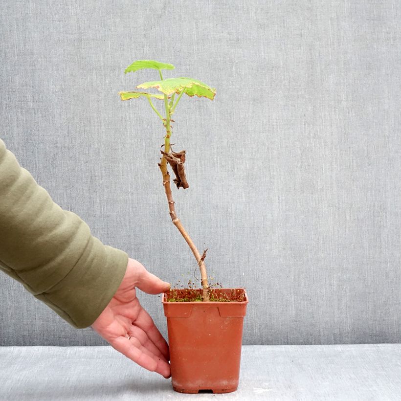 Geranio papilionaceum- Pelargonium Maceta 1L/1,5L Ejemplar entregado en invierno