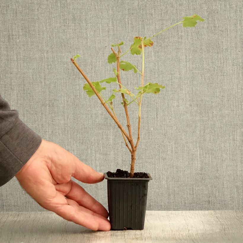 Ejemplar de Geranio crispum Prince Rupert - Geranio limón Maceta de 7/8 cm entregado en verano