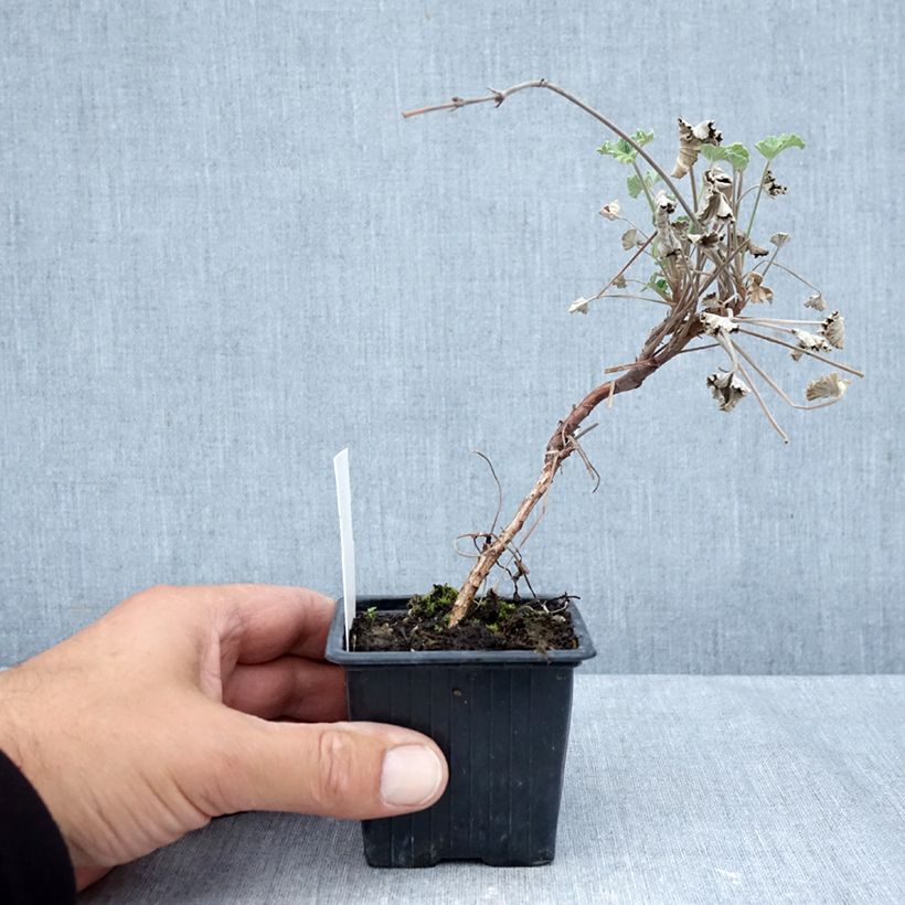 Ejemplar de Geranio reniforme sidoides- Pelargonium Maceta de 8/9 cm entregado en otoño