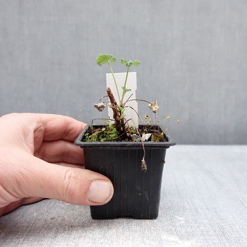 Geranio reniforme sidoides- Pelargonium Maceta de 8/9 cm Ejemplar entregado en invierno