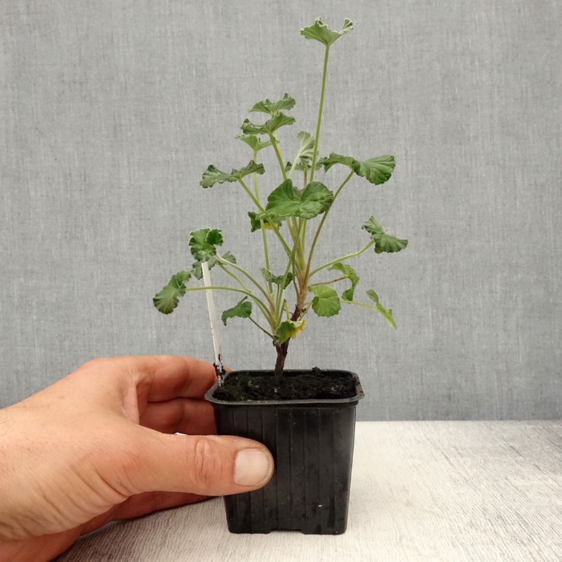 Geranio reniforme sidoides- Pelargonium Maceta de 8/9 cm Ejemplar entregado en la primavera