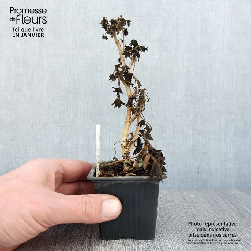 Geranio Stellar Bird Dancer - Malvón Maceta de 8/9 cm Ejemplar entregado en invierno