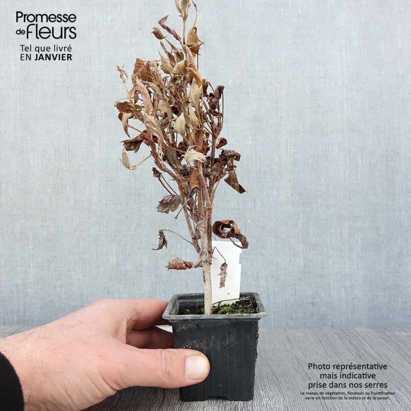 Geranio tricuspidatum- Pelargonium Maceta de 8/9 cm Ejemplar entregado en invierno