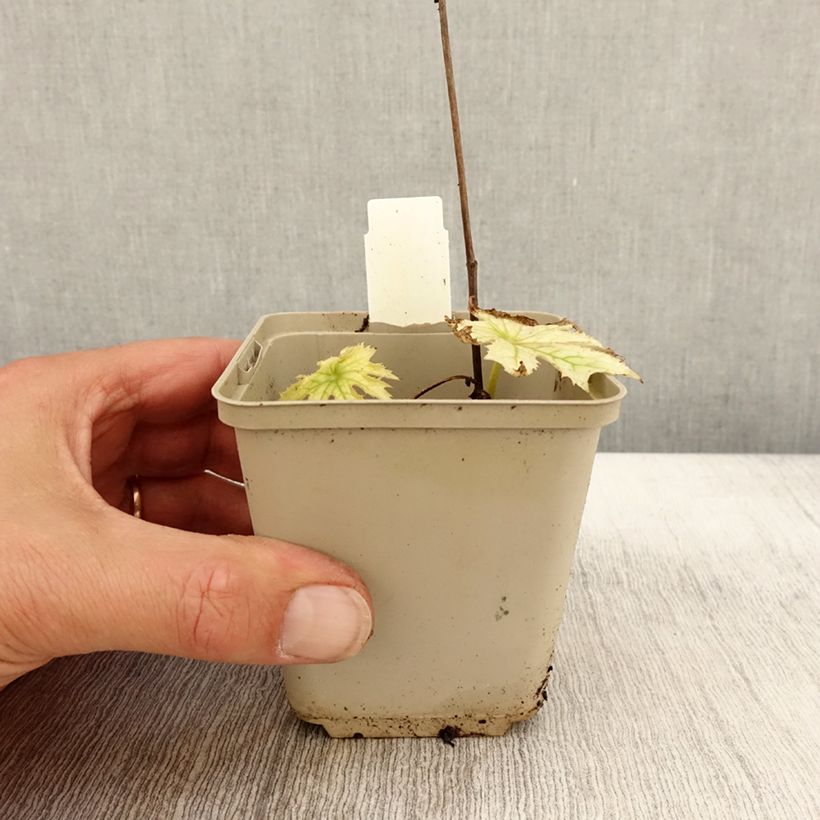 Ejemplar de Peltoboykinia watanabei Maceta de 8/9 cm entregado en otoño