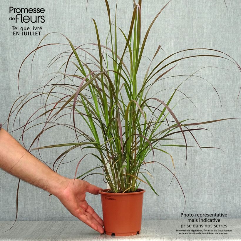 Ejemplar de Pennisetum advena Rubrum Maceta 1L/1,5L entregado en verano