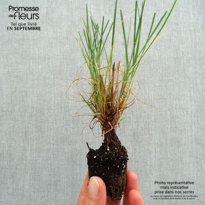 Ejemplar de Pennisetum alopecuroïdes Little Bunny minicepellón: Ø 3/4 cm entregado en otoño
