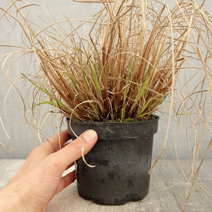 Pennisetum alopecuroïdes Cassian Maceta 2L/3L Ejemplar entregado en la primavera