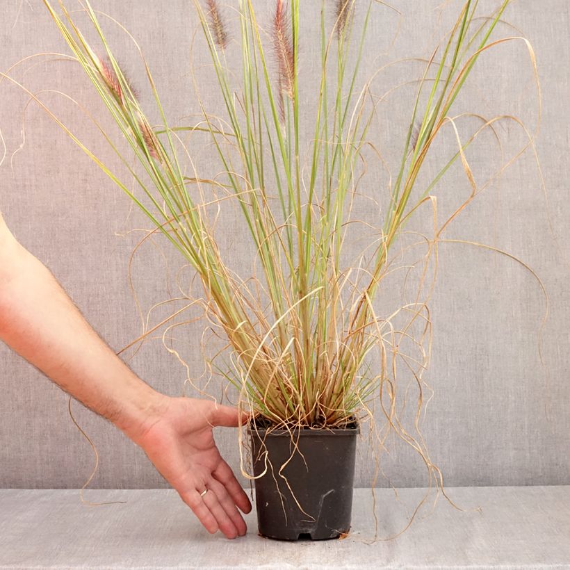 Ejemplar de Pennisetum alopecuroïdes f. viridescens Maceta 2L/3L entregado en verano