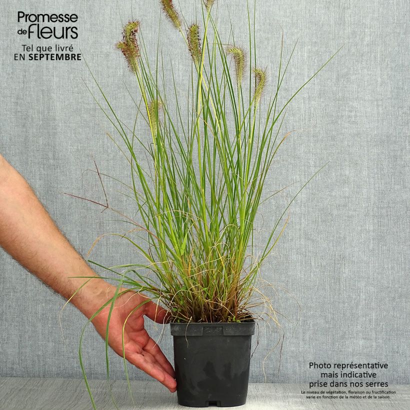 Ejemplar de Pennisetum alopecuroïdes Gelbstiel Maceta 2L/3L entregado en verano
