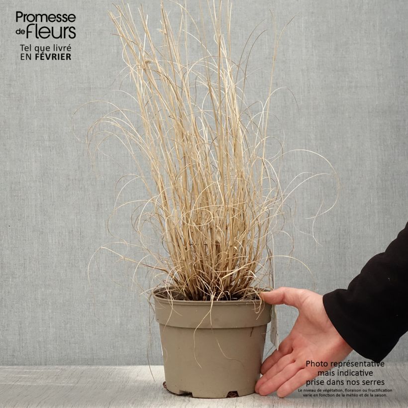 Pennisetum alopecuroïdes Gelbstiel Maceta 2L/3L Ejemplar entregado en invierno