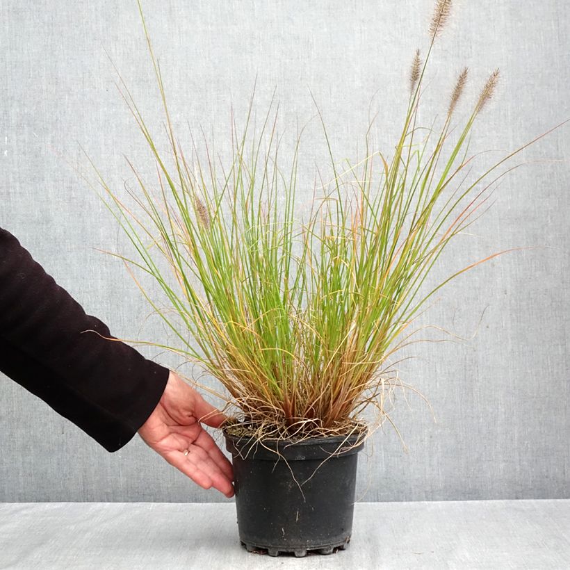 Ejemplar de Pennisetum alopecuroïdes Hameln Maceta 3L/4L entregado en otoño