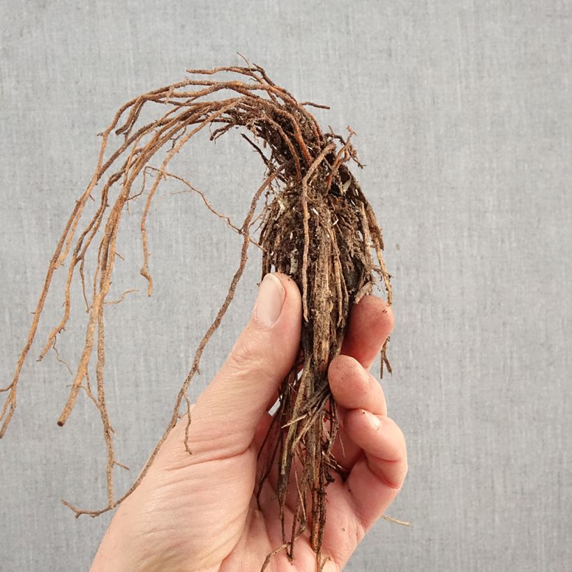 Pennisetum alopecuroïdes Hameln Raíces desnudas Ejemplar entregado en invierno