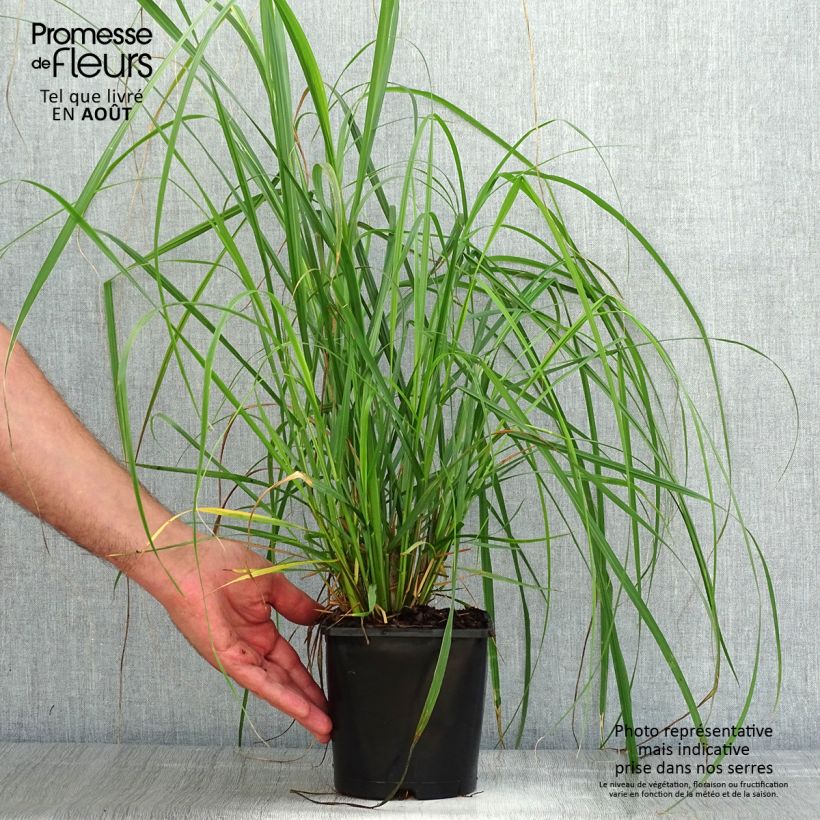 Ejemplar de Pennisetum alopecuroïdes Japonicum Maceta 2L/3L entregado en verano