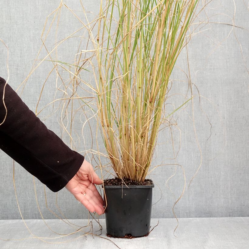 Ejemplar de Pennisetum alopecuroïdes Japonicum Maceta 2L/3L entregado en otoño