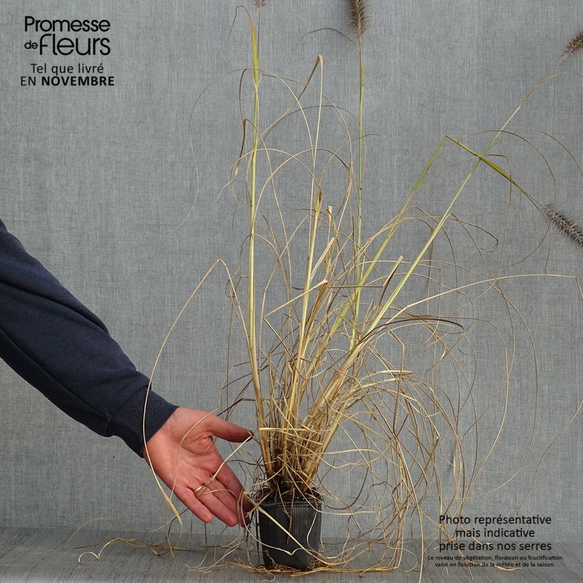 Ejemplar de Pennisetum alopecuroïdes Lepage Gold Maceta de 8/9 cm entregado en otoño