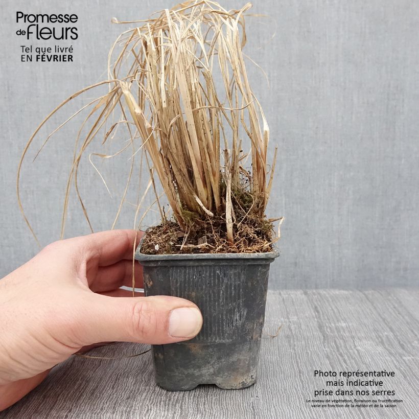 Pennisetum alopecuroïdes Lepage Gold Maceta de 8/9 cm Ejemplar entregado en invierno