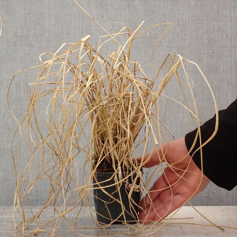 Pennisetum alopecuroïdes Lepage Gold Maceta de 8/9 cm Ejemplar entregado en la primavera