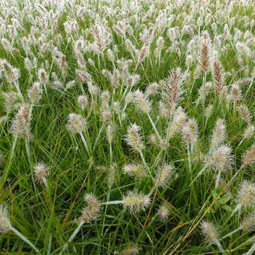Pennisetum alopecuroïdes Little Bunny (Floración)