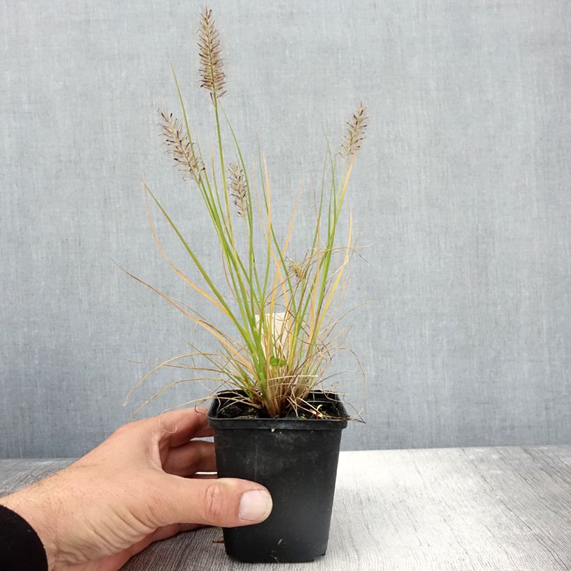 Ejemplar de Pennisetum alopecuroides Lumen Gold Maceta de 8/9 cm entregado en otoño