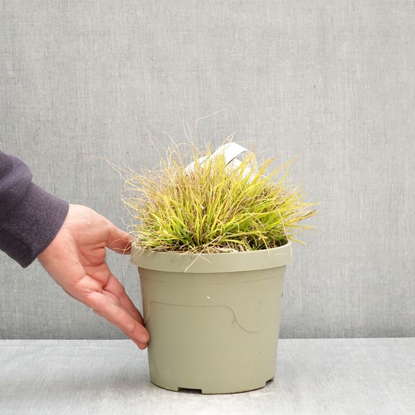 Pennisetum alopecuroides Lumen Gold Maceta 3L/4L Ejemplar entregado en la primavera