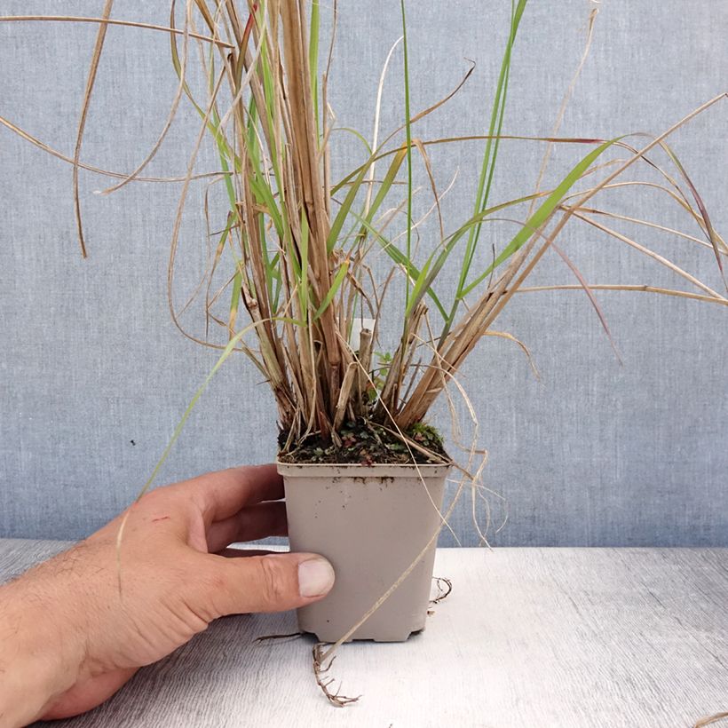 Ejemplar de Pennisetum alopecuroïdes National Arboretum Maceta de 8/9 cm entregado en verano