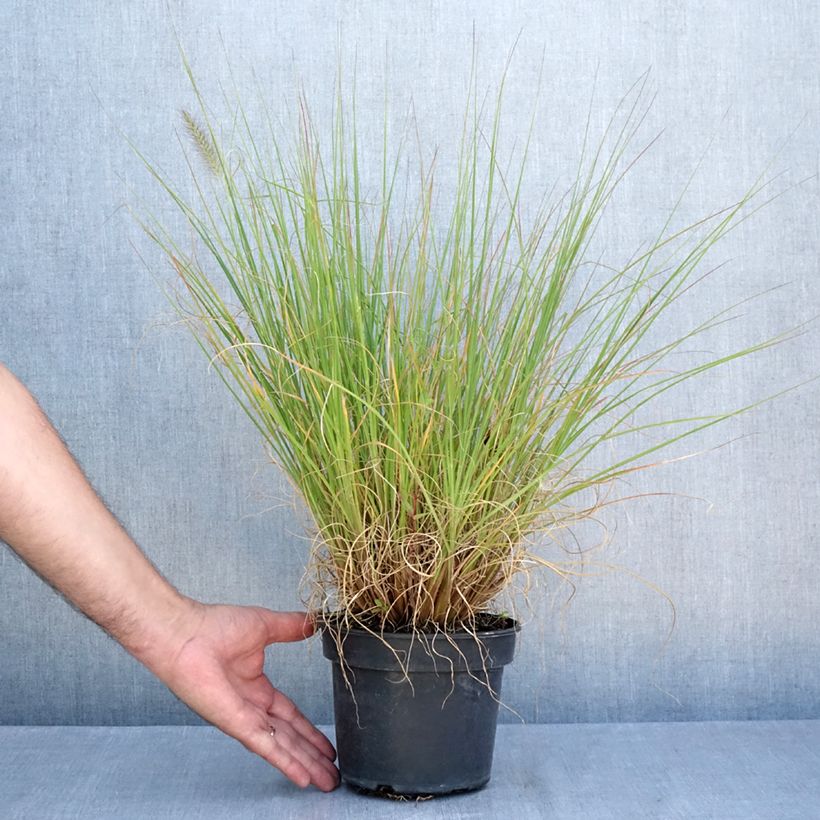 Ejemplar de Pennisetum alopecuroïdes National Arboretum Maceta 3L/4L entregado en verano