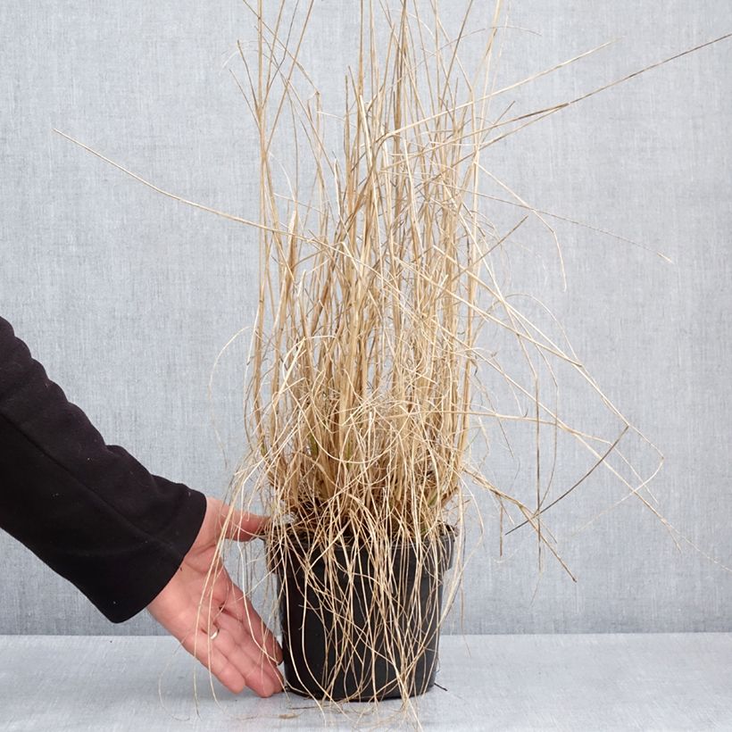 Pennisetum alopecuroïdes National Arboretum Maceta 3L/4L Ejemplar entregado en la primavera