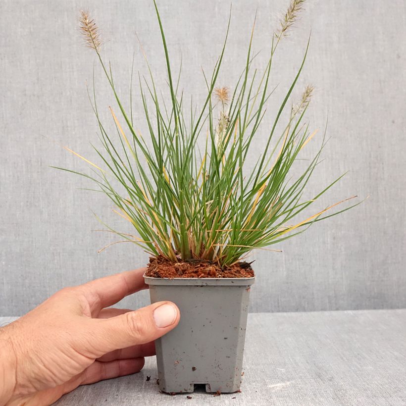 Ejemplar de Pennisetum alopecuroïdes Piglet Maceta de 8/9 cm entregado en otoño