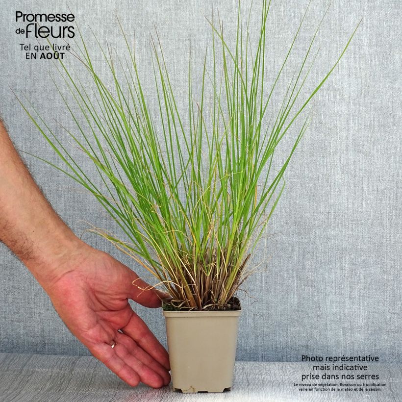 Ejemplar de Pennisetum alopecuroïdes Piglet Maceta de 8/9 cm entregado en verano