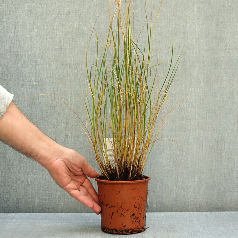 Ejemplar de Pennisetum alopecuroïdes Piglet Maceta 1L/1,5L entregado en otoño