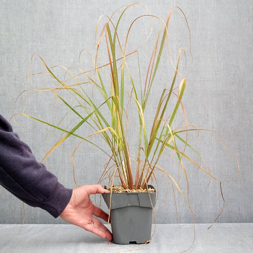 Ejemplar de Pennisetum alopecuroïdes Red Head - Sericura Maceta 2L/3L entregado en otoño