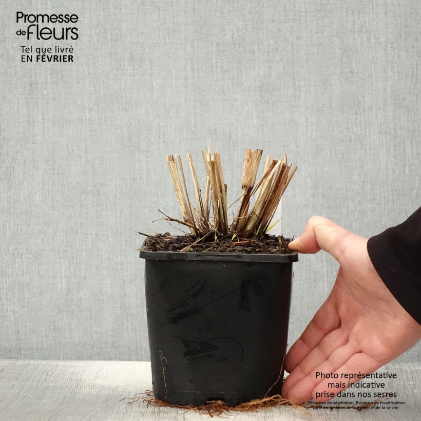 Pennisetum alopecuroïdes Red Head - Sericura Maceta 2L/3L Ejemplar entregado en invierno