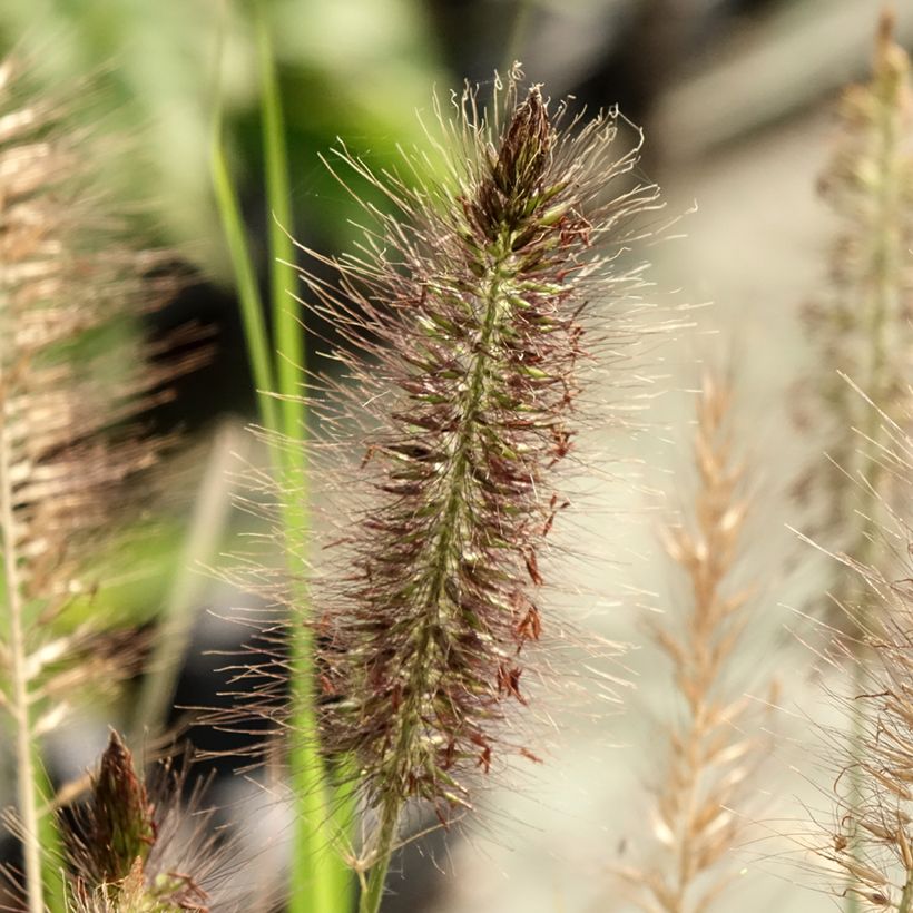 Pennisetum alopecuroïdes Red Head - Sericura (Floración)