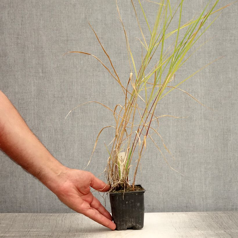 Ejemplar de Pennisetum incomptum Maceta de 8/9 cm entregado en verano