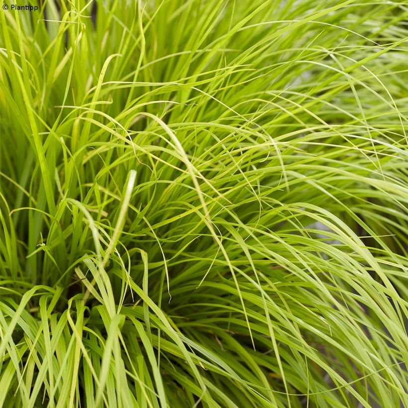 Pennisetum alopecuroides Lumen Gold (Follaje)