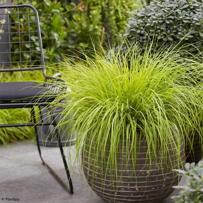 Pennisetum alopecuroides Lumen Gold (Porte)