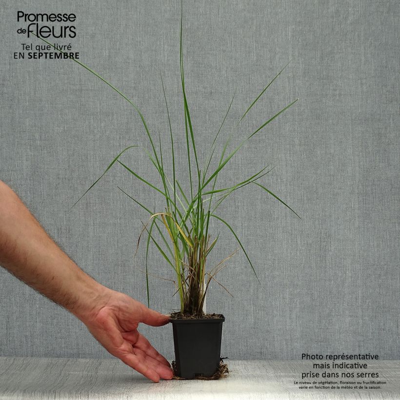Ejemplar de Pennisetum macrourum Maceta de 8/9 cm entregado en otoño