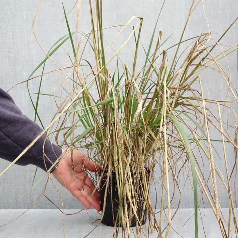 Ejemplar de Pennisetum macrourum White Lancer Maceta 1,5L/2L entregado en otoño