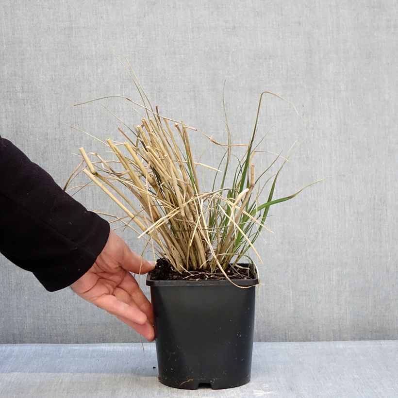 Pennisetum macrourum White Lancer Maceta 1,5L/2L Ejemplar entregado en invierno