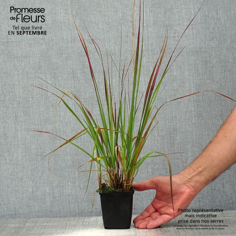 Ejemplar de Pennisetum massaicum Red Bunny Tail Maceta de 8/9 cm entregado en verano