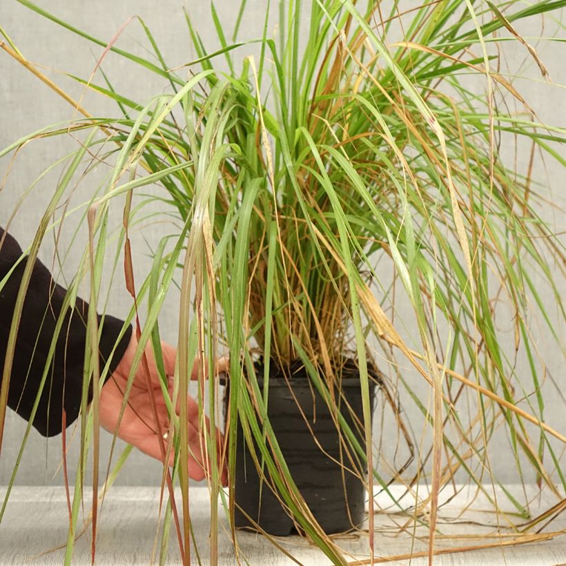 Ejemplar de Pennisetum massaicum Red Bunny Tail Maceta 2L/3L entregado en otoño