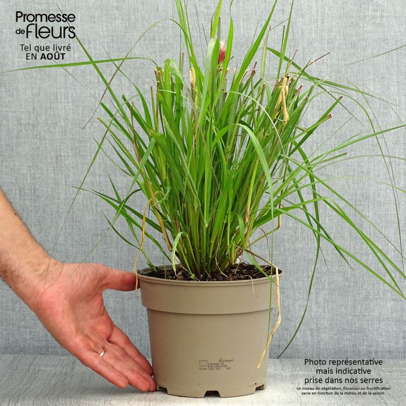 Ejemplar de Pennisetum massaicum Red Bunny Tail Maceta 2L/3L entregado en verano