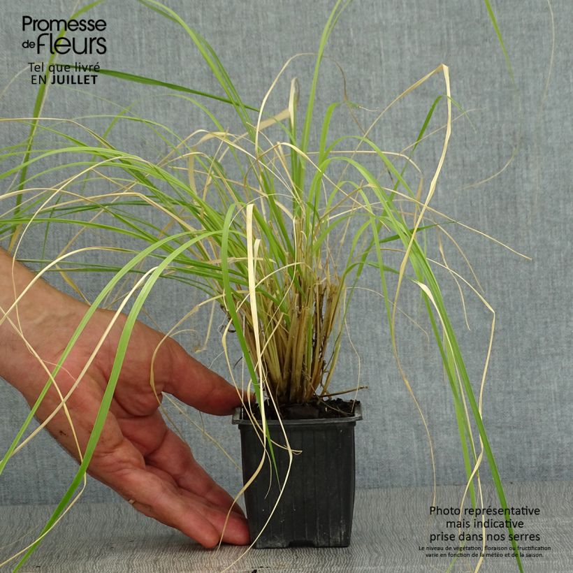 Ejemplar de Pennisetum massaicum Red Button Maceta de 8/9 cm entregado en verano