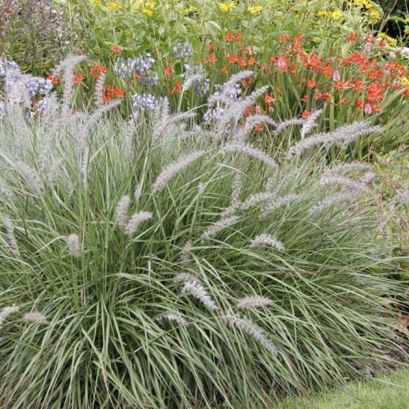 Pennisetum orientale (Porte)