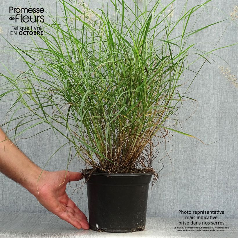 Ejemplar de Pennisetum orientale Maceta 2L/3L entregado en otoño