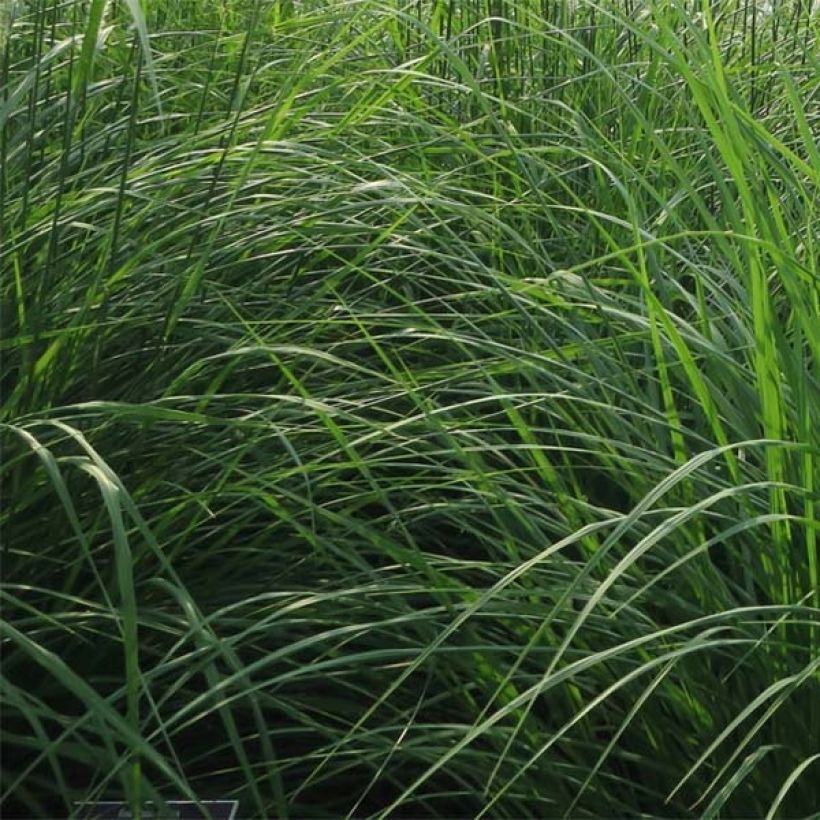 Pennisetum orientale Fairy Tails (Follaje)