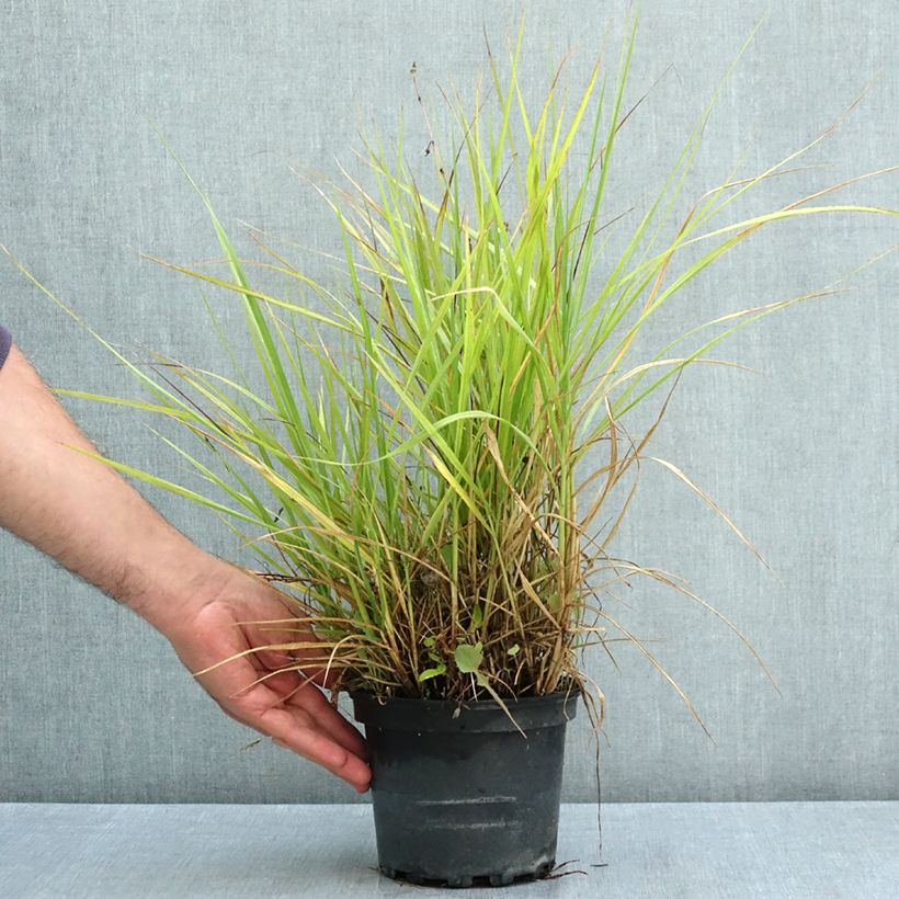 Ejemplar de Pennisetum orientale Fairy Tails Maceta 2L/3L entregado en verano