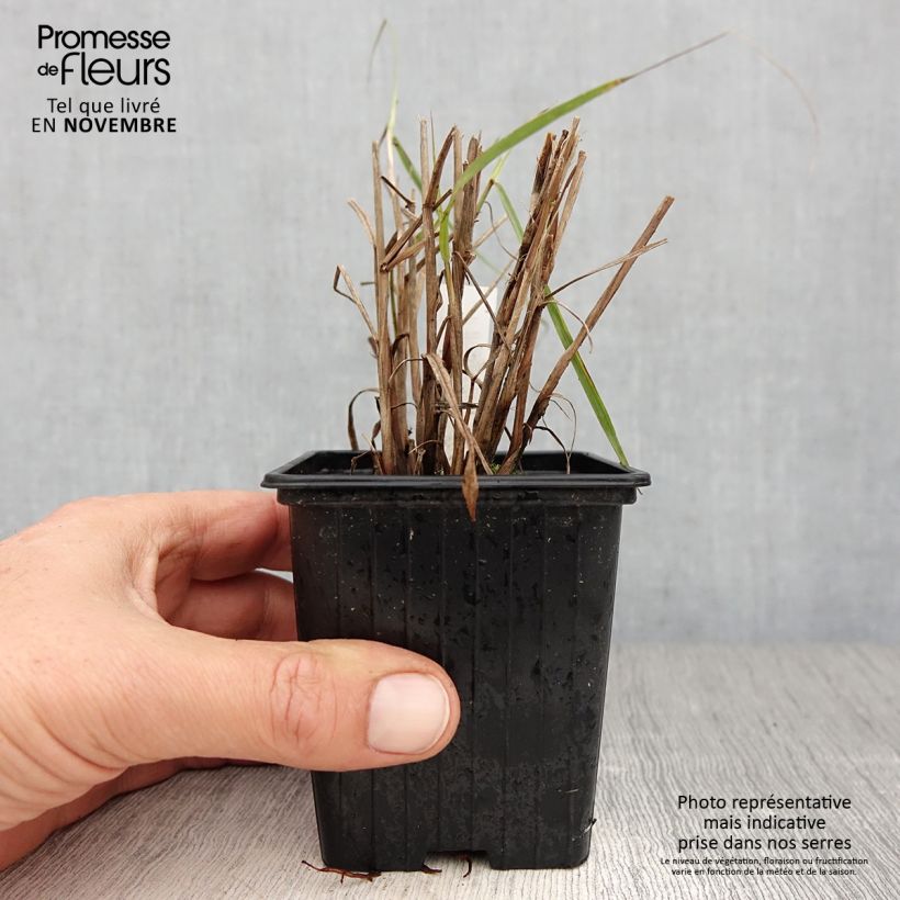 Ejemplar de Pennisetum orientale JS Dance With Me Maceta de 8/9 cm entregado en otoño
