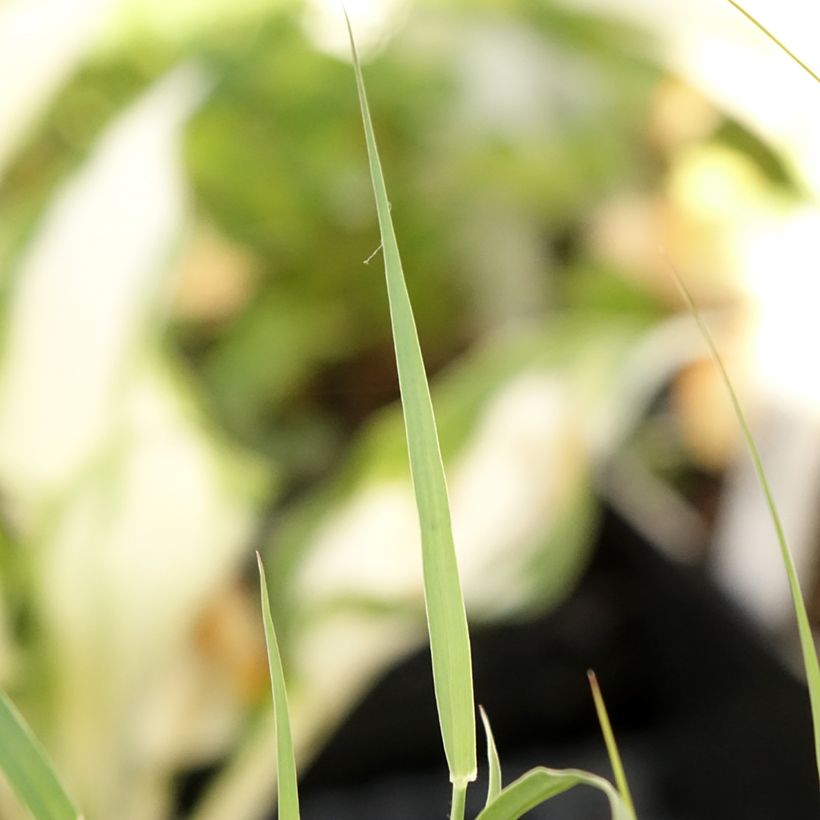 Pennisetum orientale JS Dance With Me (Follaje)