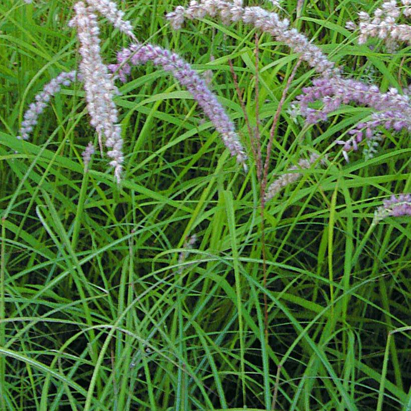 Pennisetum orientale Tall Tails (Follaje)